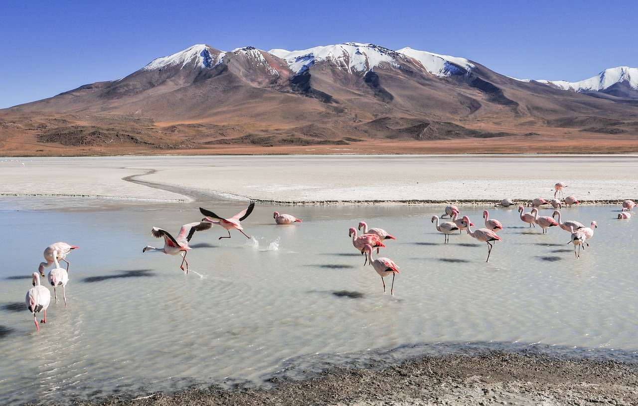 Flamingos quebra-cabeças online