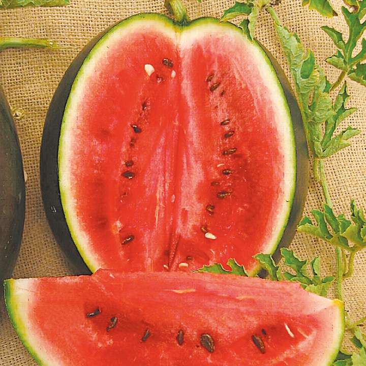 Vattenmelon - en mycket stor frukt av vinstocken Pussel online