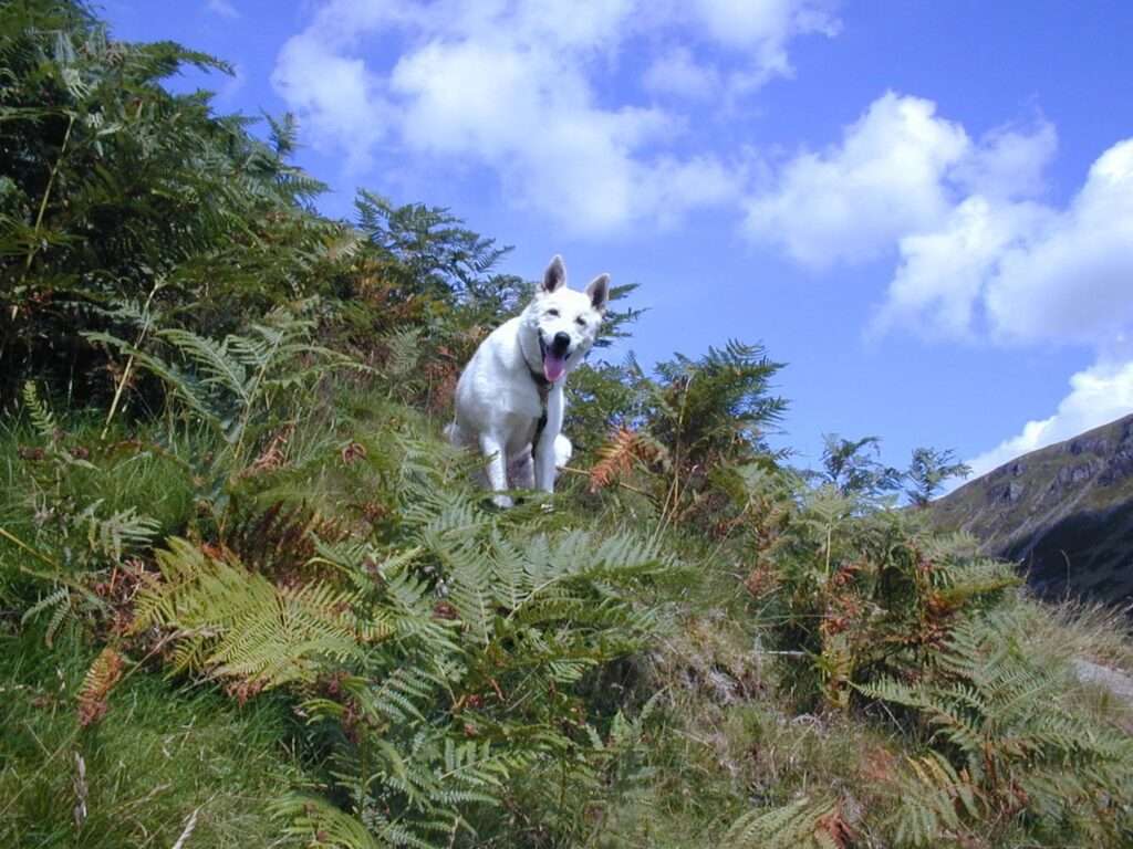 perro canaan rompecabezas en línea