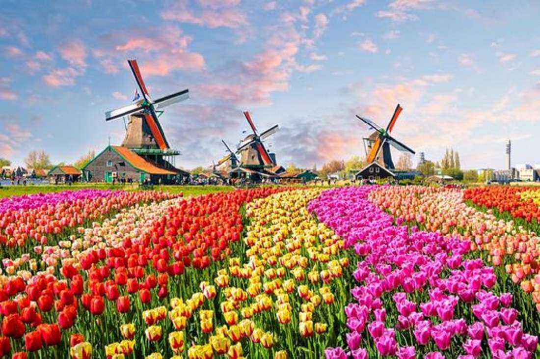 szélmalmok és tulipánok online puzzle
