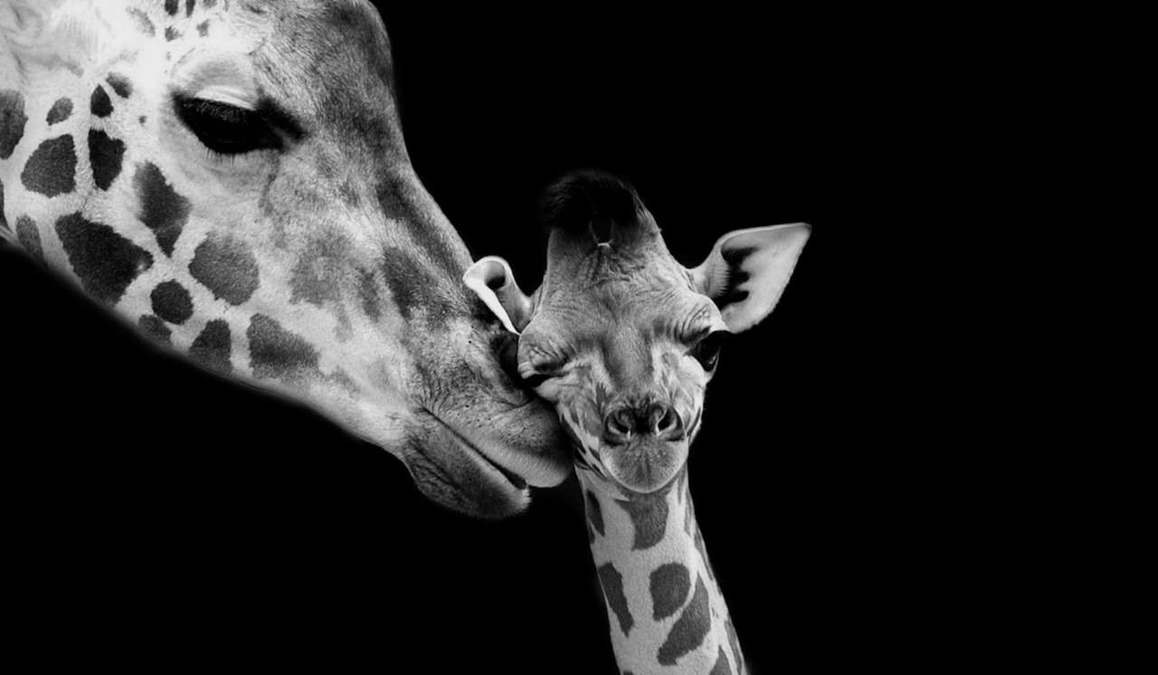 žirafa se svým synem skládačky online