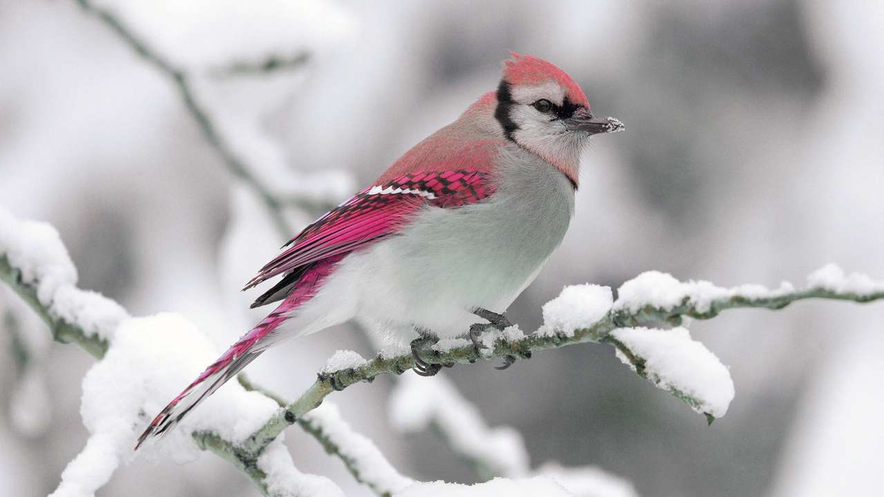 mooie roze vogel online puzzel