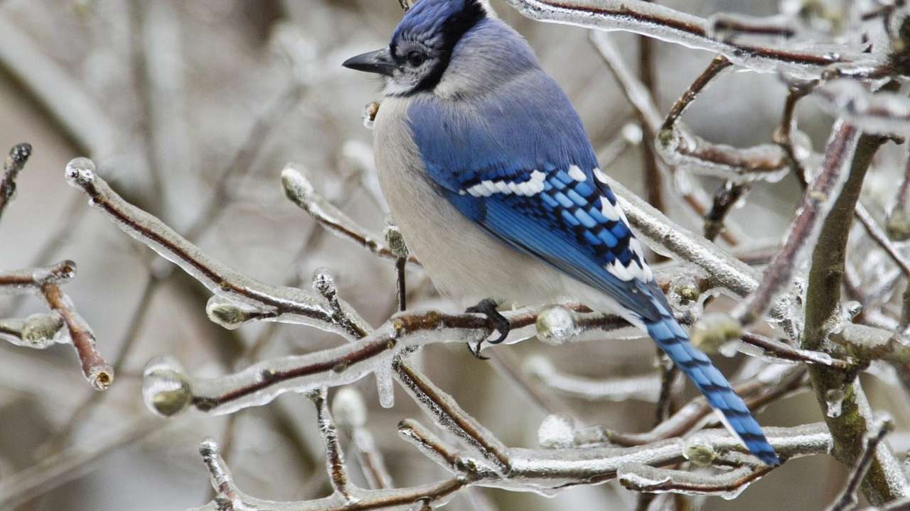 modrý pták skládačky online
