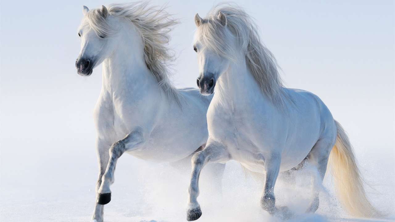 koně ve sněhu skládačky online