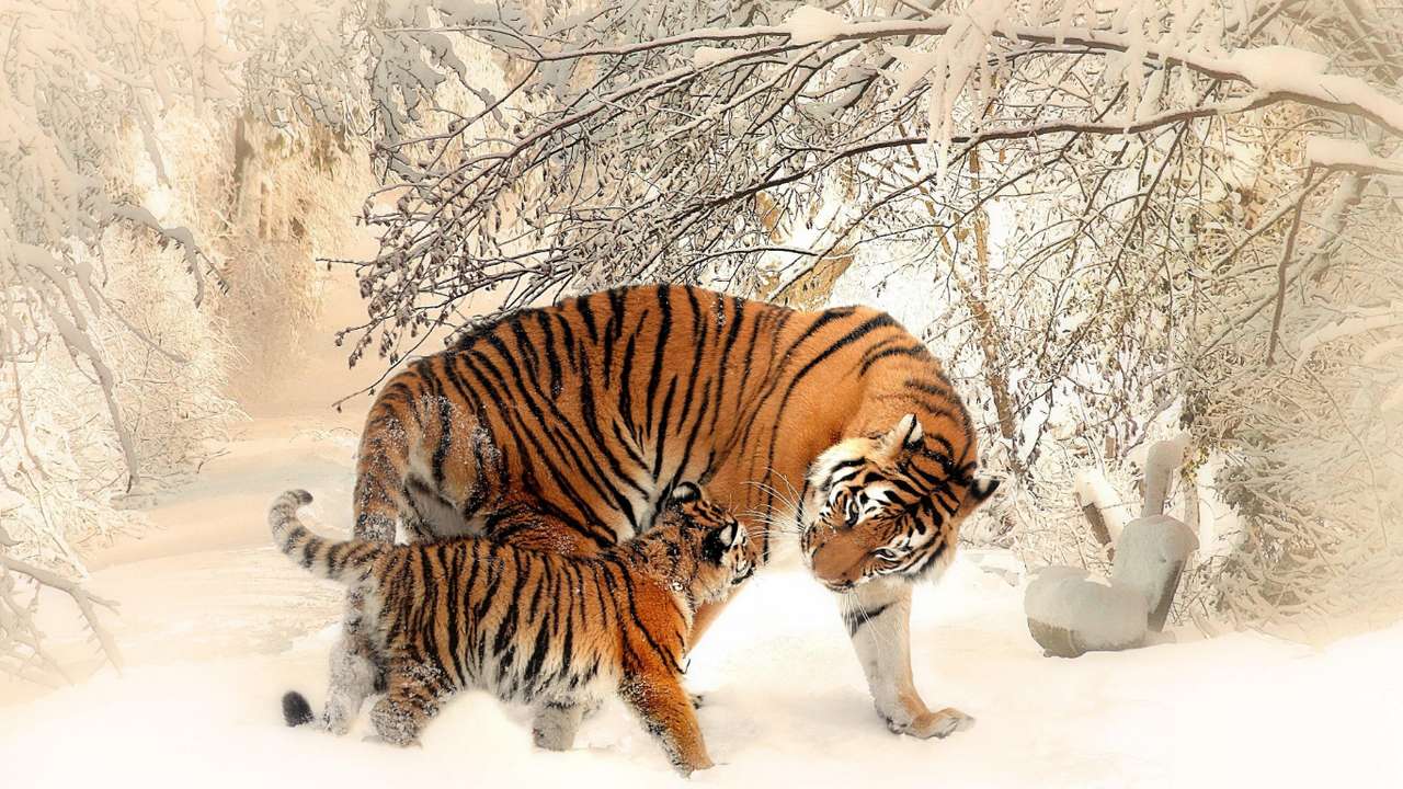 Бенгальський тигр пазл онлайн