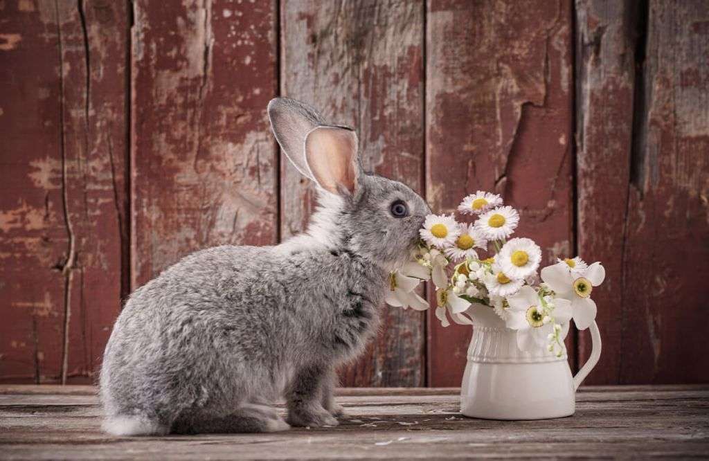 Fofo o coelho gosta das flores. quebra-cabeças online