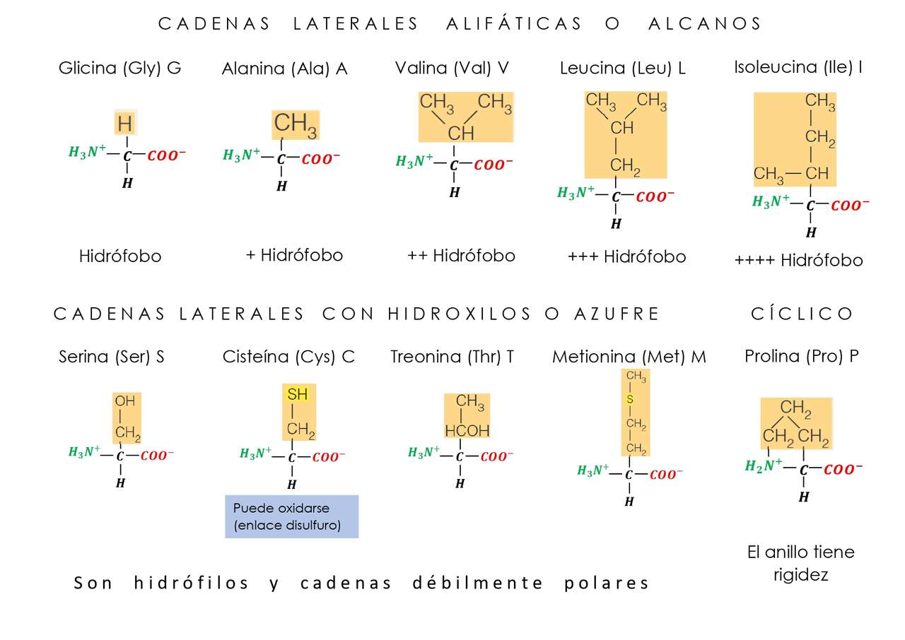 quebra-cabeça 1 bioquímica aminoácidos puzzle online