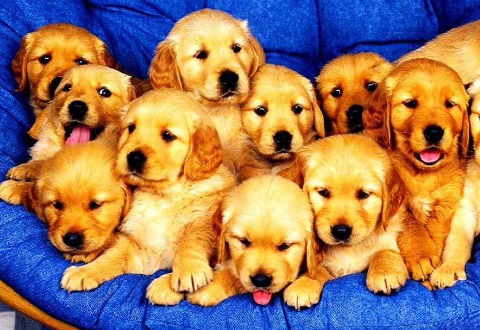 Golden retriever puppies jigsaw puzzle online