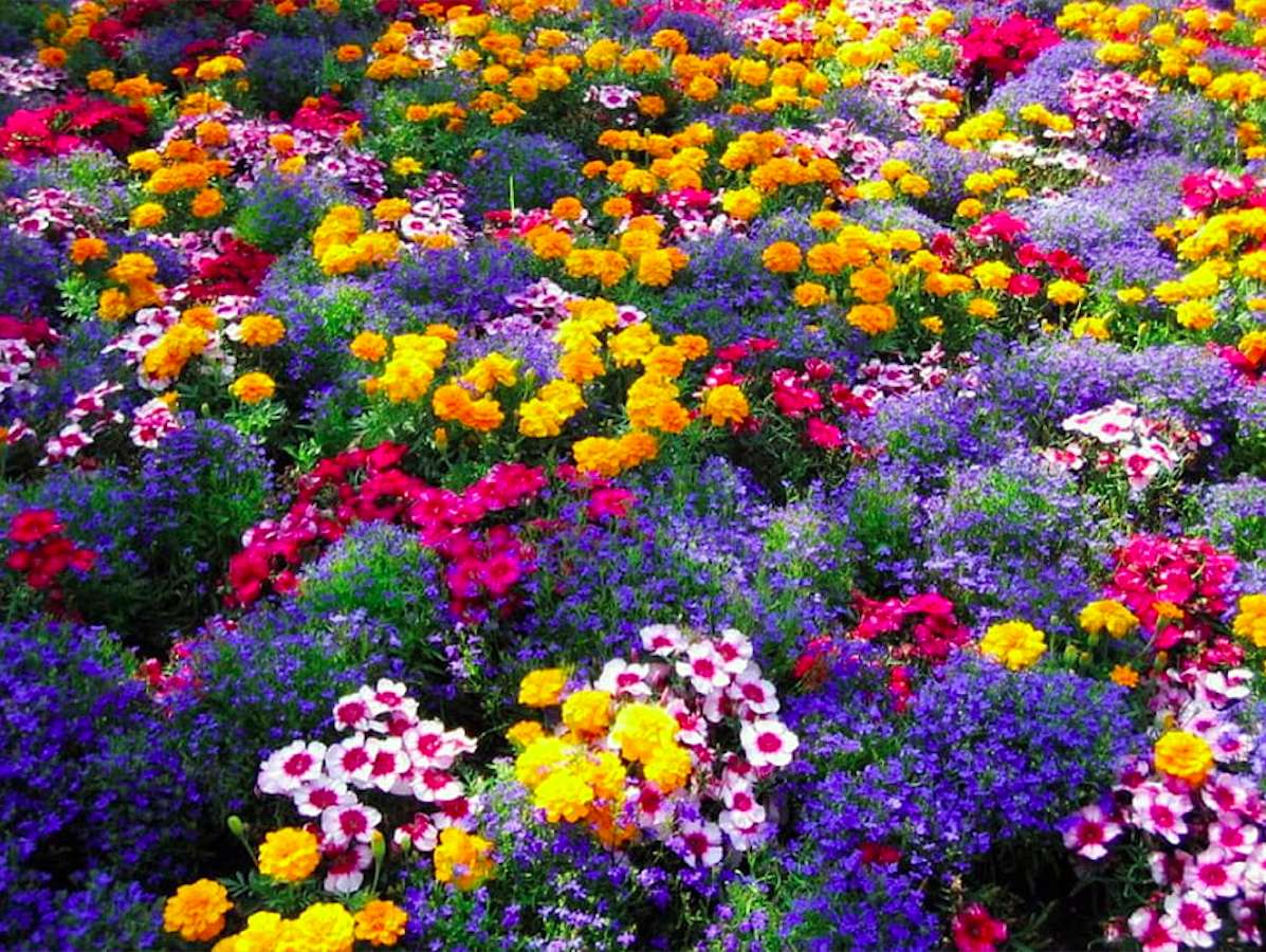 Lobelia, turki, pétunias - un jardin plein de fleurs - un miracle puzzle en ligne