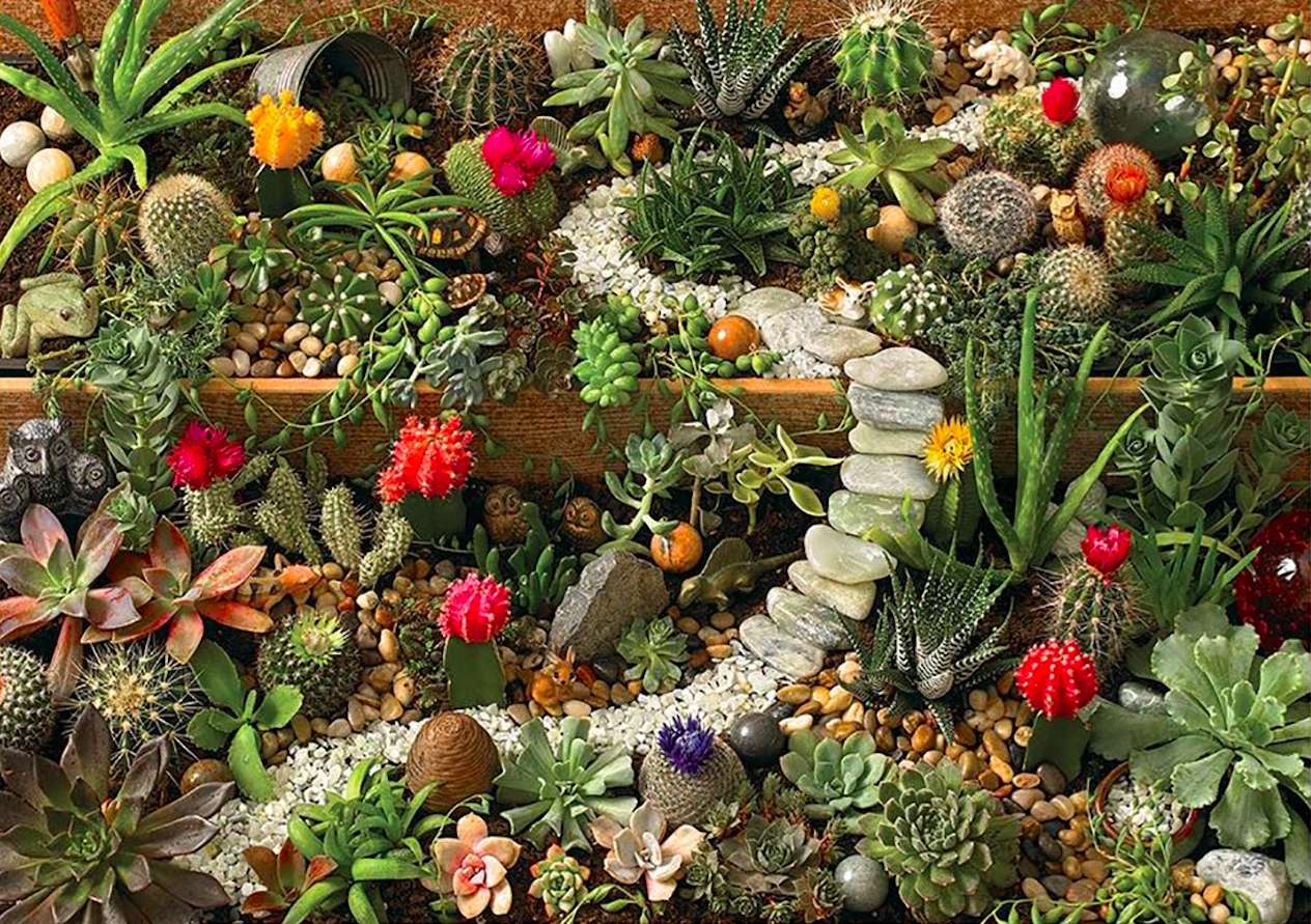 Un hermoso jardín de cactus y suculentas rompecabezas en línea