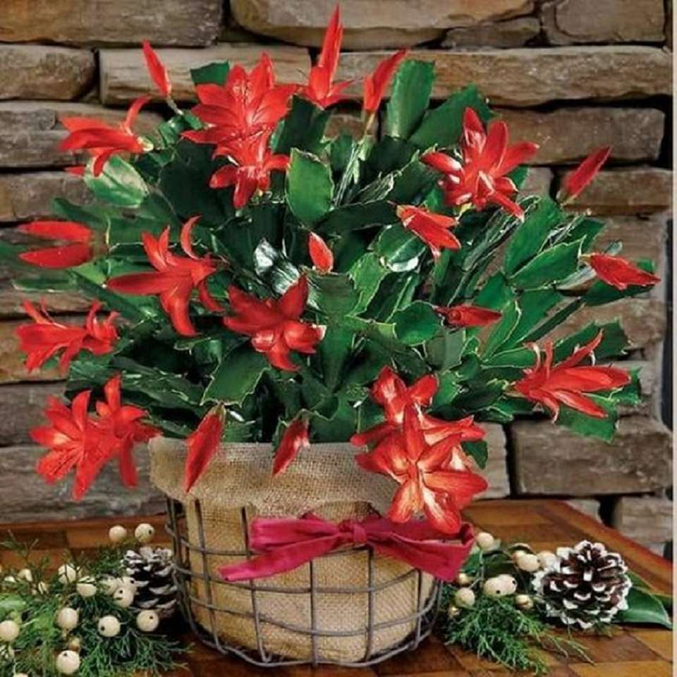 Precioso cactus de Navidad rompecabezas en línea