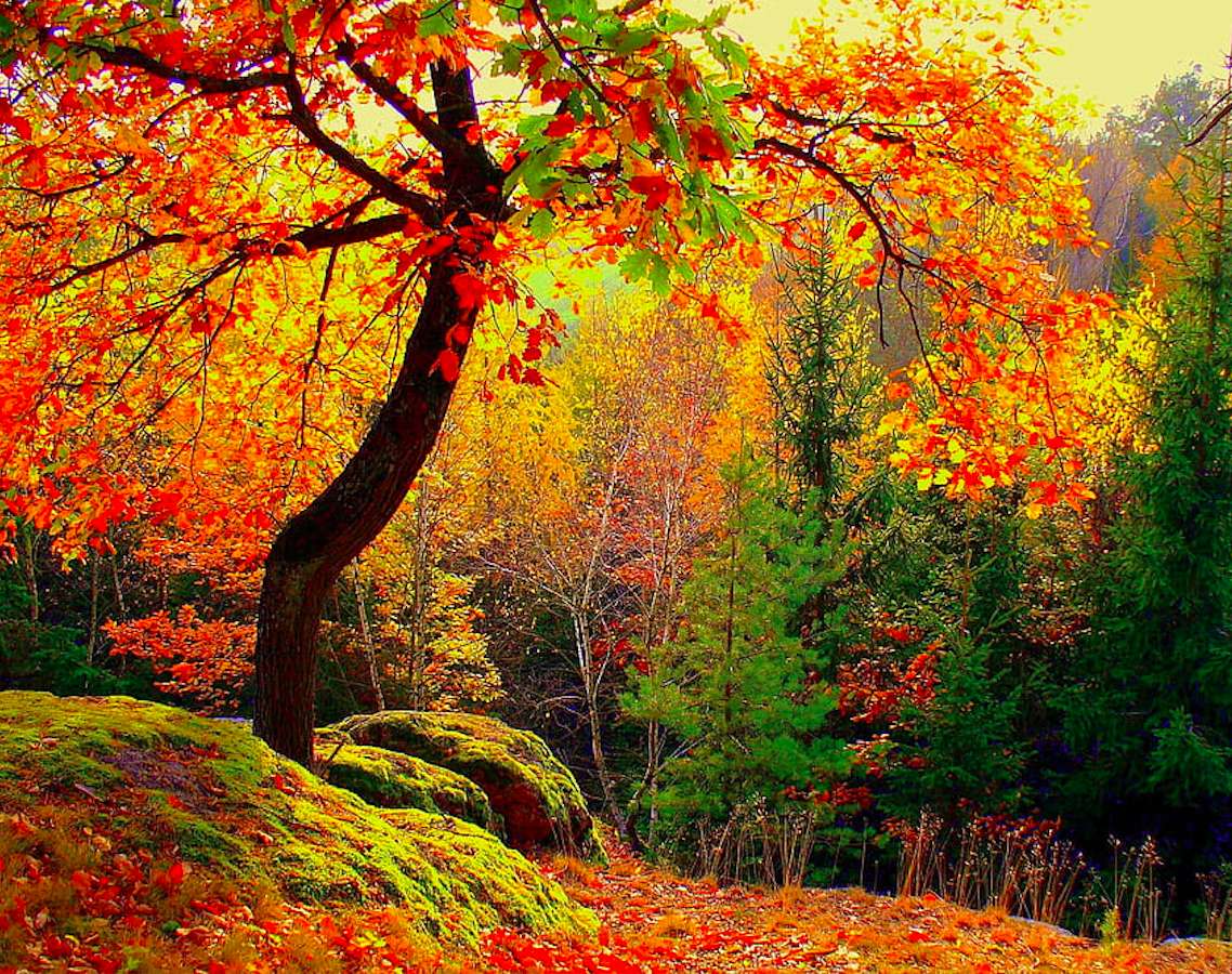 paisaje de otoño bajo el sol rompecabezas en línea