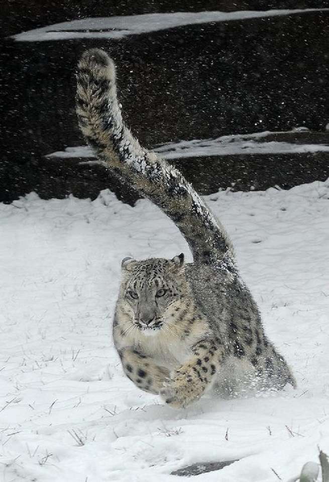 Leopardo delle nevi puzzle online