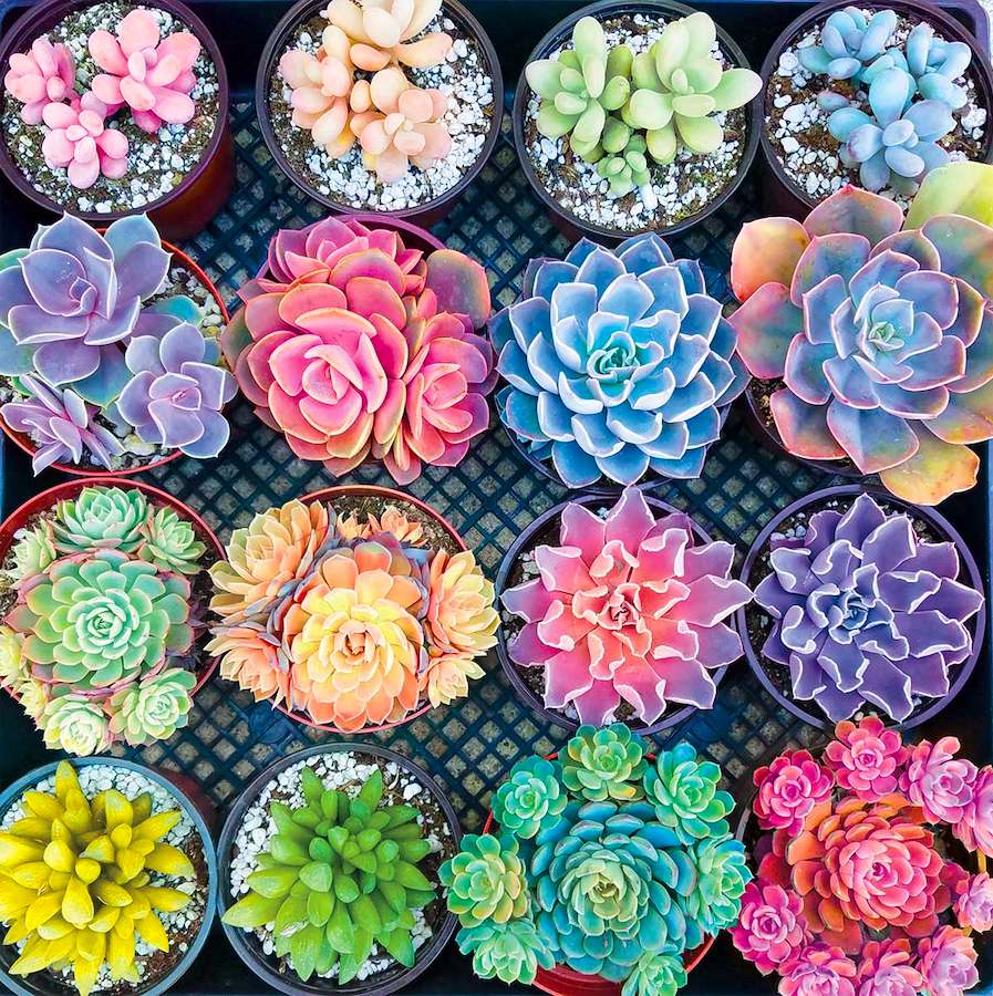 Mooie kleurrijke schattige vetplanten online puzzel