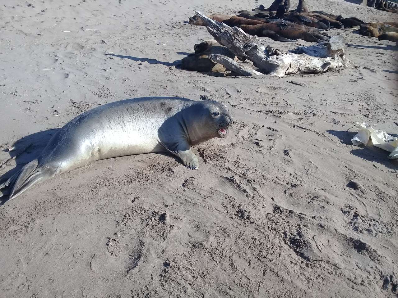 海ゾウアザラシ ジグソーパズルオンライン