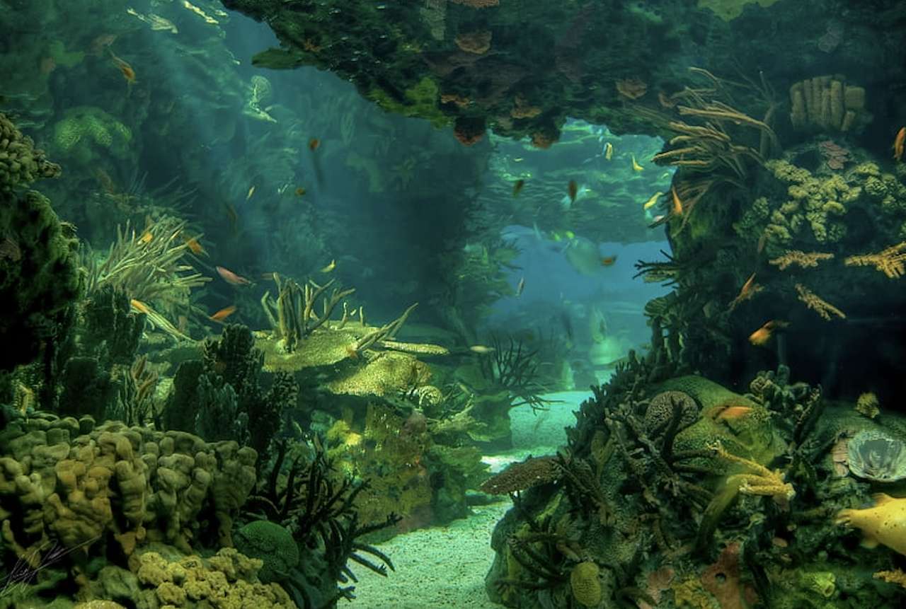 O grădină submarină frumoasă, ceva frumos jigsaw puzzle online