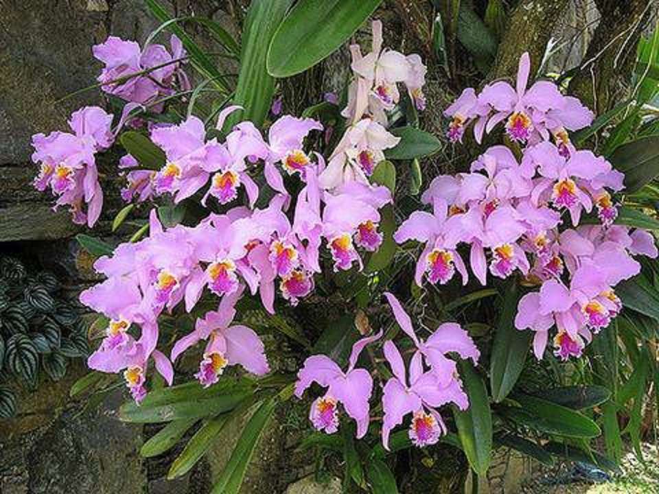 Venezolaanse orchideeën: 3 legpuzzel online