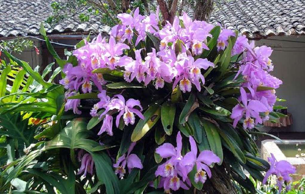 Orkidéer från Venezuela pat 2 Pussel online