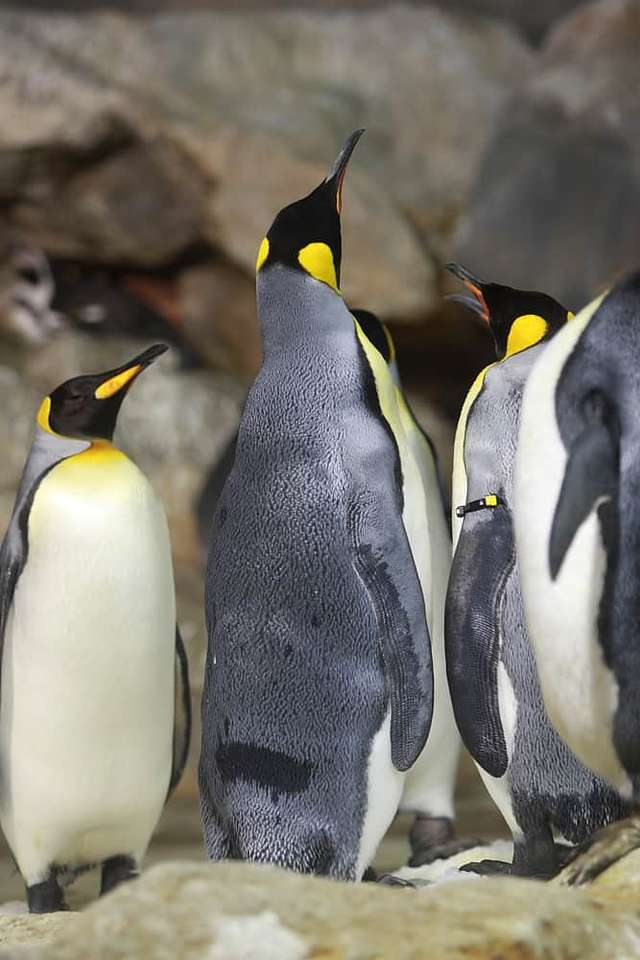 Három pingvin. kirakós online