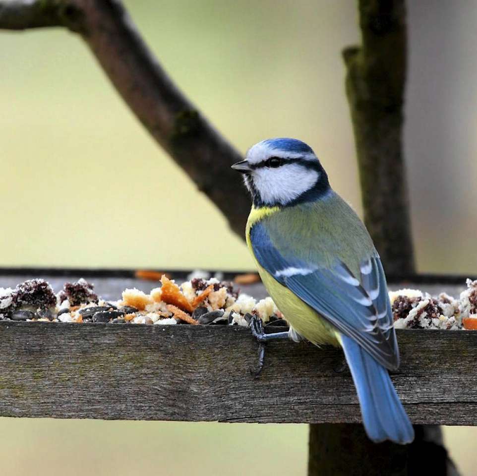 Vögel füttern Online-Puzzle