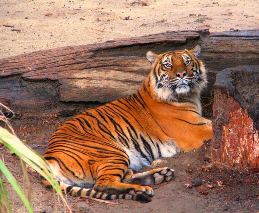 Tigre de sumatra rompecabezas en línea