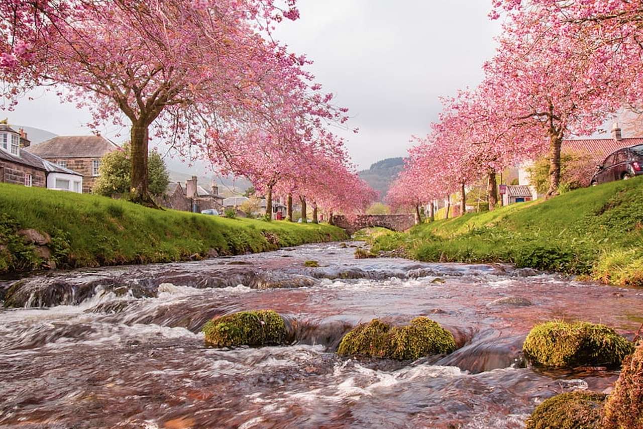 Farmecul florilor de cireș, peisaj roz, frumos puzzle online