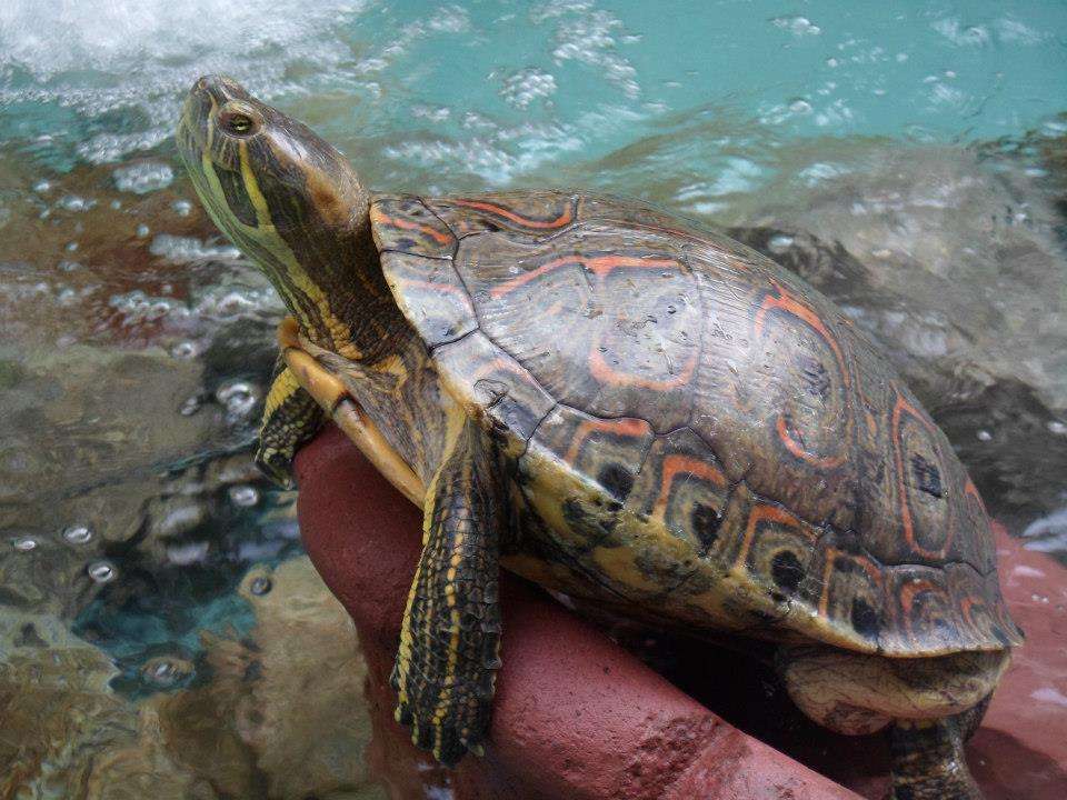 Schildpad in Acapulco legpuzzel online