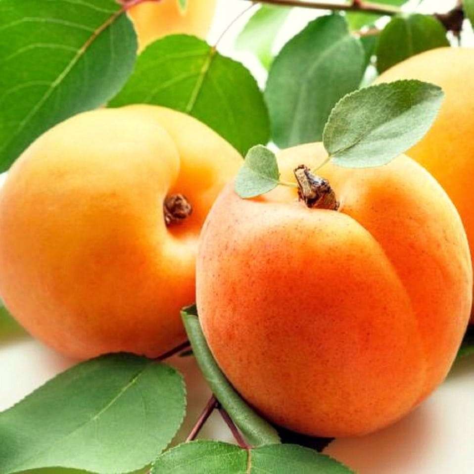 Apricot online puzzle