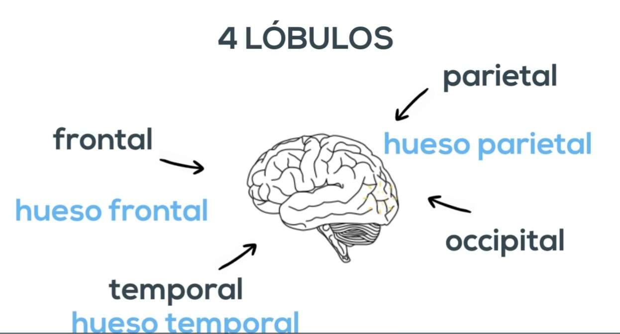 lobes du cerveau puzzle en ligne