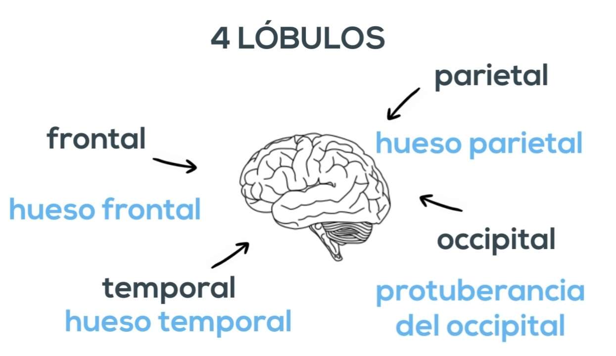 Estructuras del cerebro rompecabezas en línea