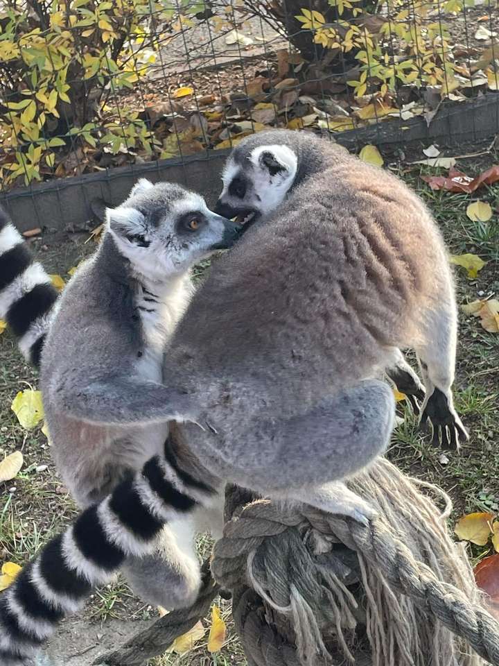 Lemuri dalla coda ad anelli puzzle online