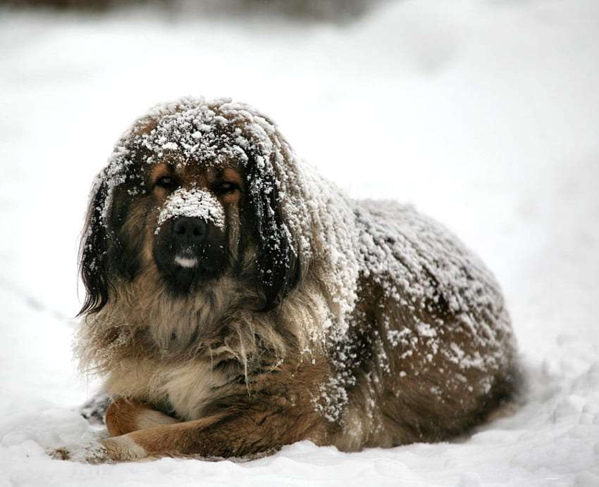 През зимата мокро куче също замръзва, нека помним за тях :( онлайн пъзел