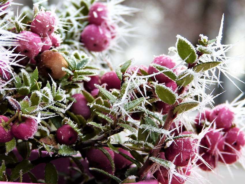 Морозные ягоды Doorenbos Snowball пазл онлайн