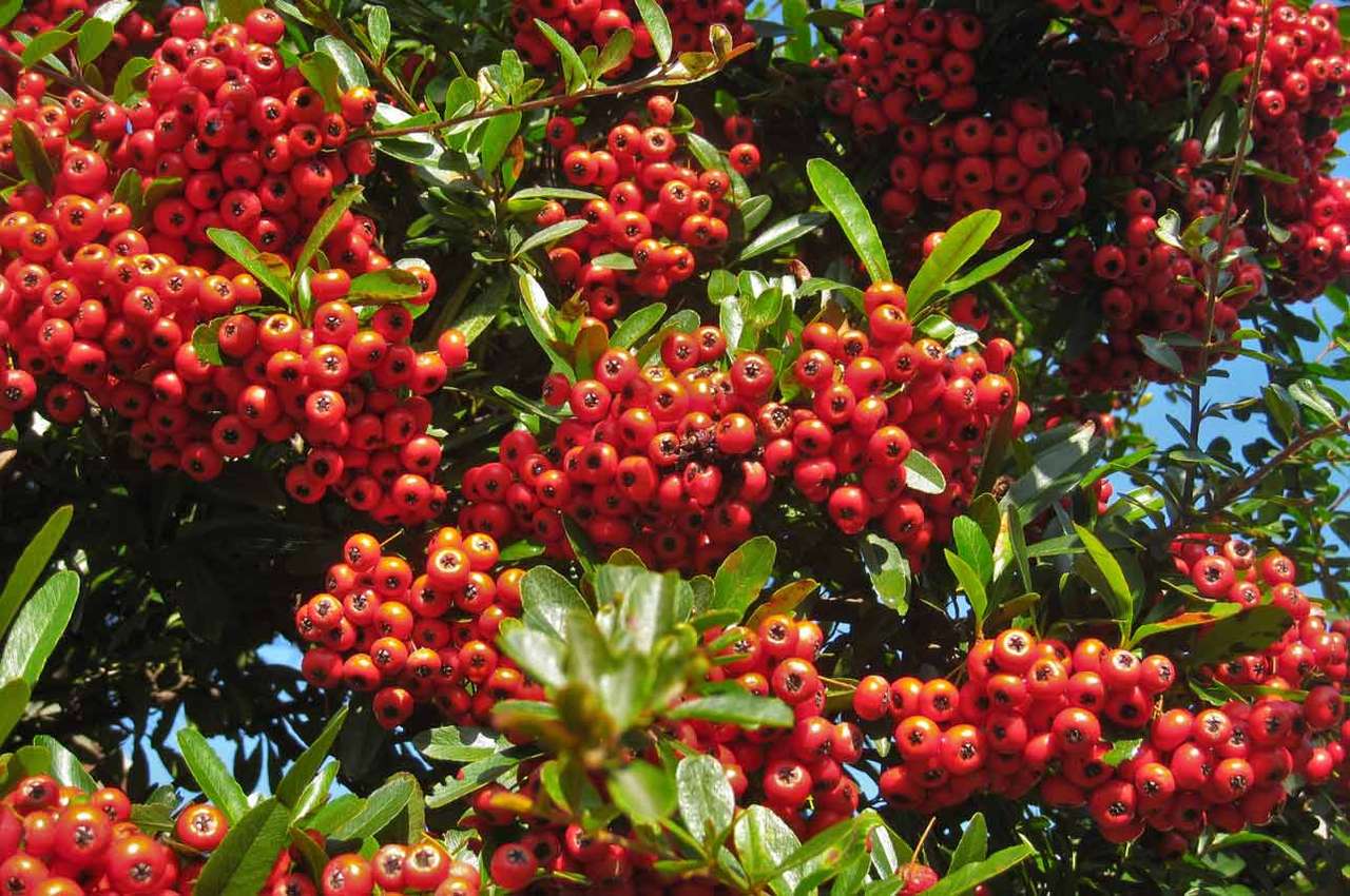 Firethorn-fruits ornent le buisson même en hiver puzzle en ligne