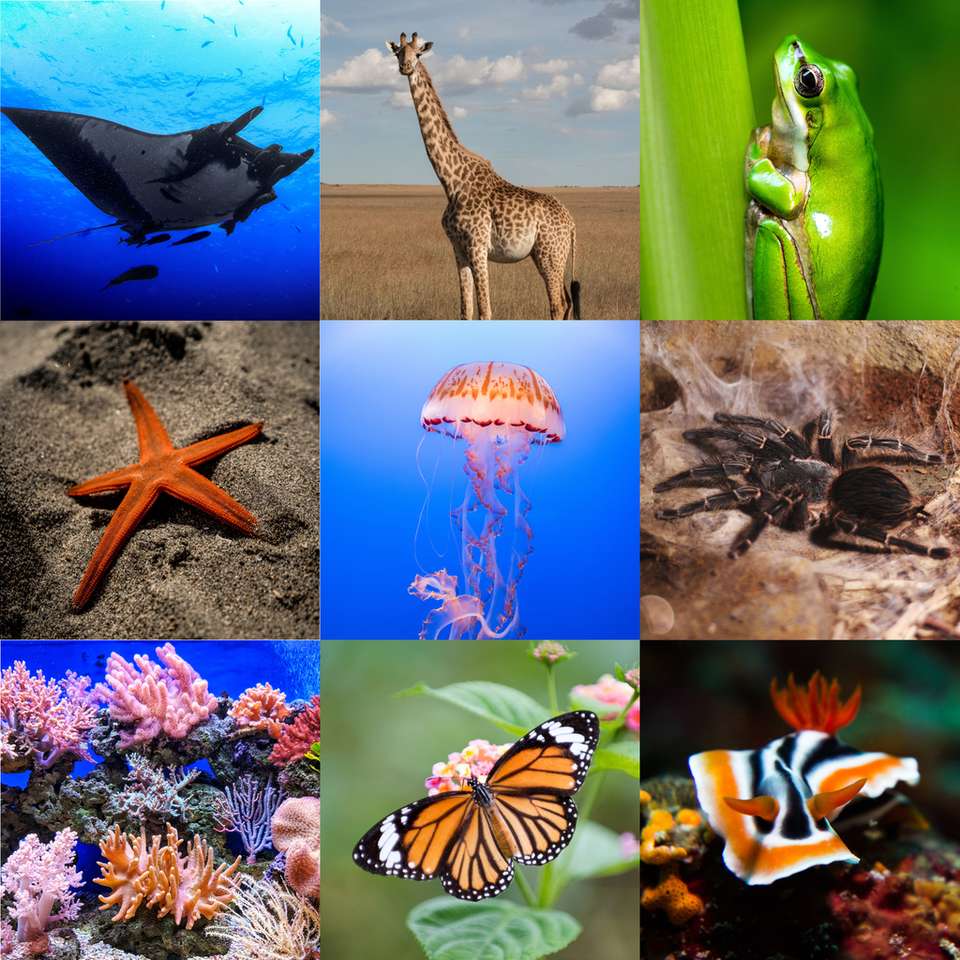 動物の分類学的分類 ジグソーパズルオンライン