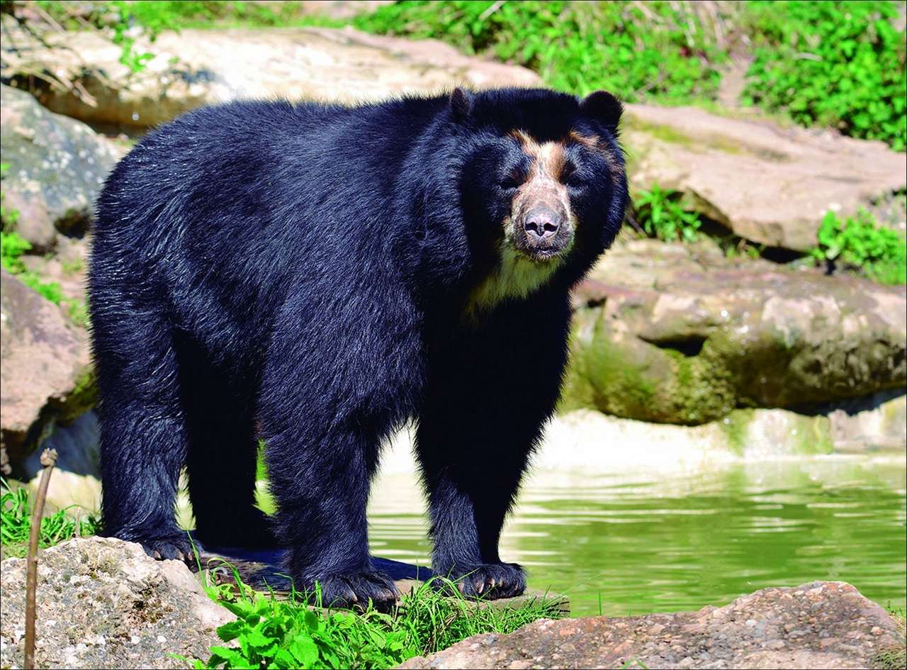 Венесуэльский очковый медведь онлайн-пазл