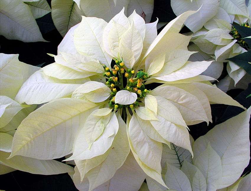 Con todo, la flor de pascua es la reina de diciembre :) rompecabezas en línea
