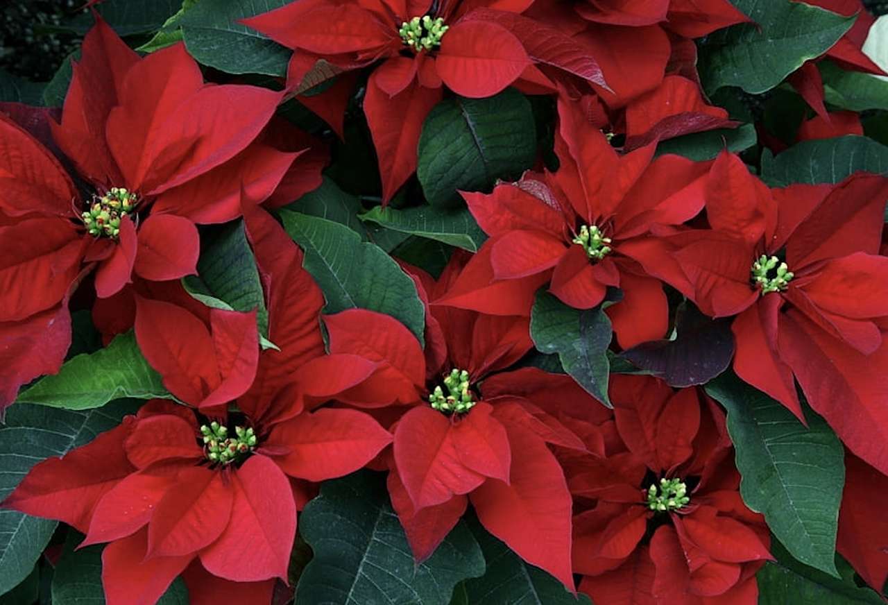 La bellezza delle stelle di Natale è sempre sorprendente puzzle online