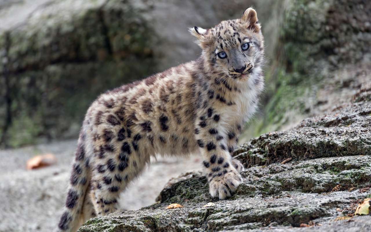 Lindo pequeño leopardo de las nieves rompecabezas en línea