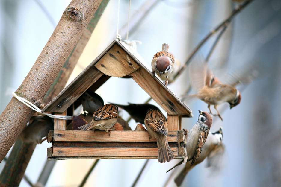 păsări în hrănitor jigsaw puzzle online