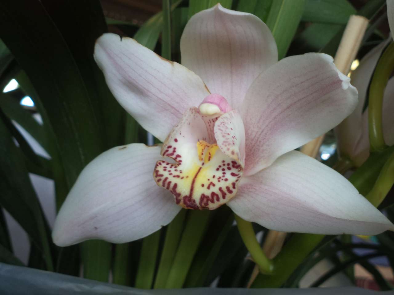 orchidee online puzzel
