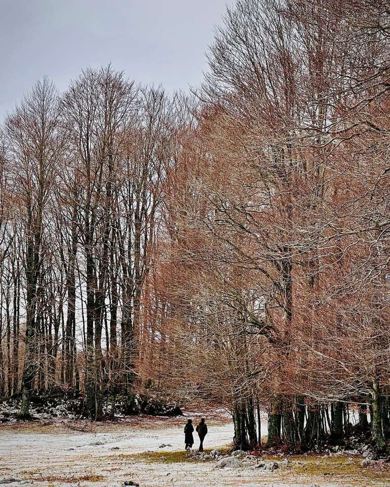 дерева онлайн пазл