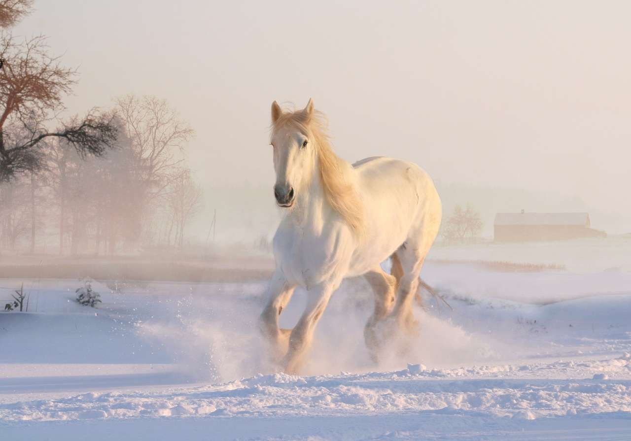 caballo en la nieve rompecabezas en línea
