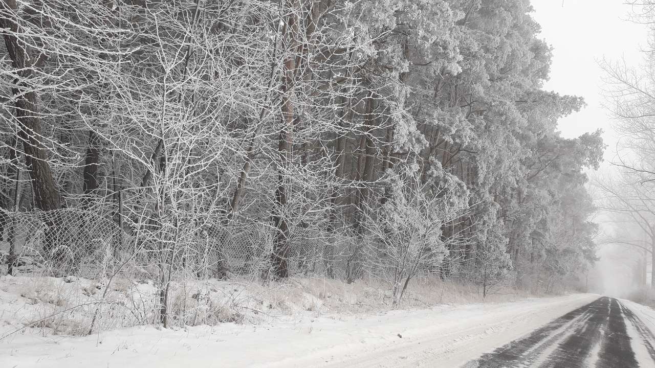 Téli havas erdő kirakós online