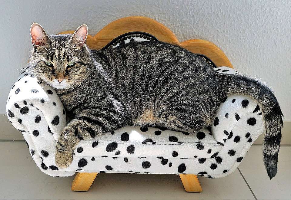 Спеціальне крісло для кота онлайн пазл