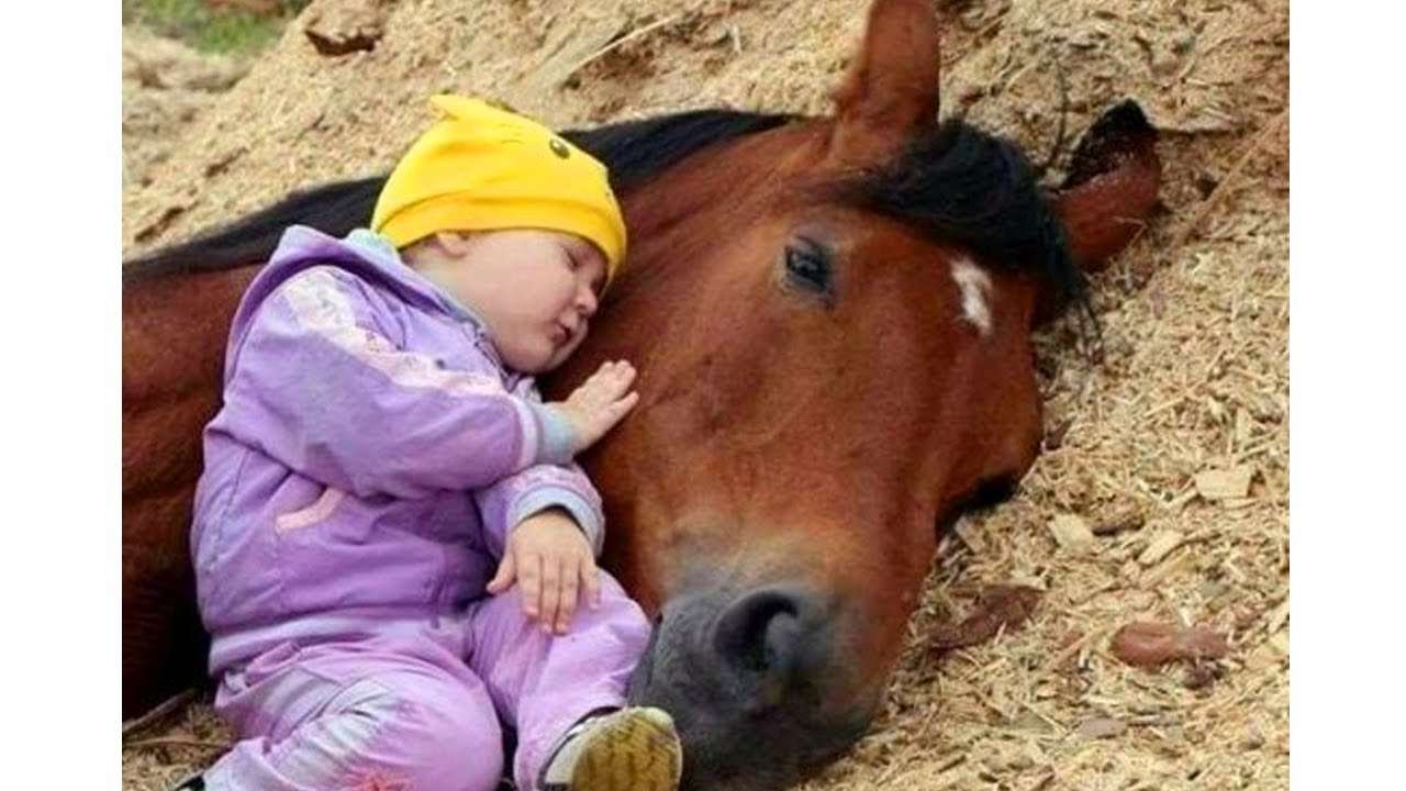 Horse and baby rompecabezas en línea