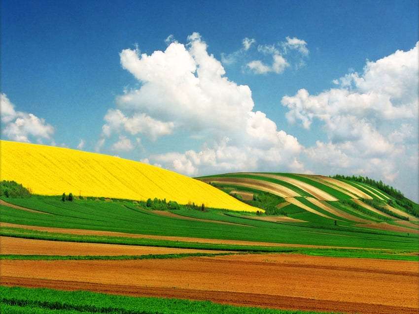 Che bellezza dei colori dei campi sviluppati, una meraviglia puzzle online