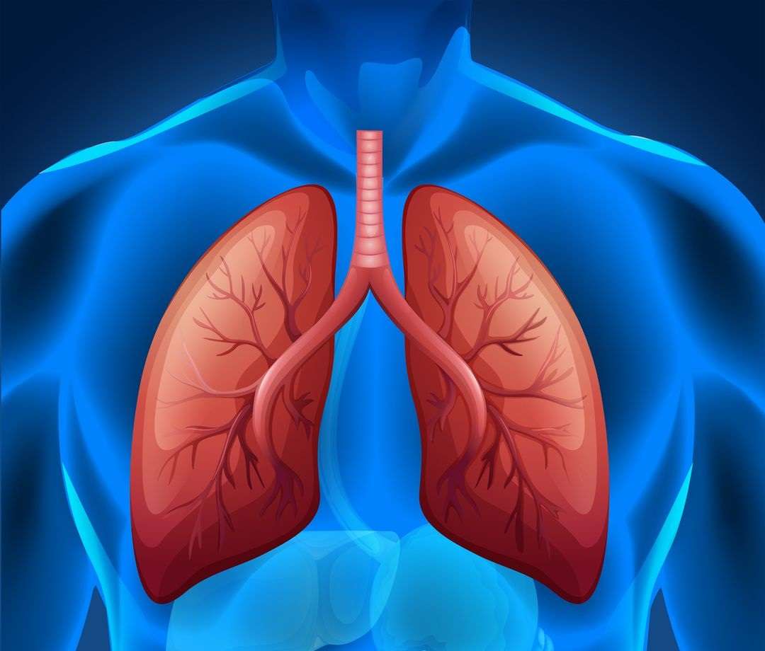 pulmones rompecabezas en línea