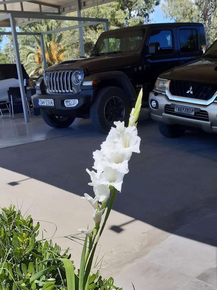 orquídea en el fondo rompecabezas en línea