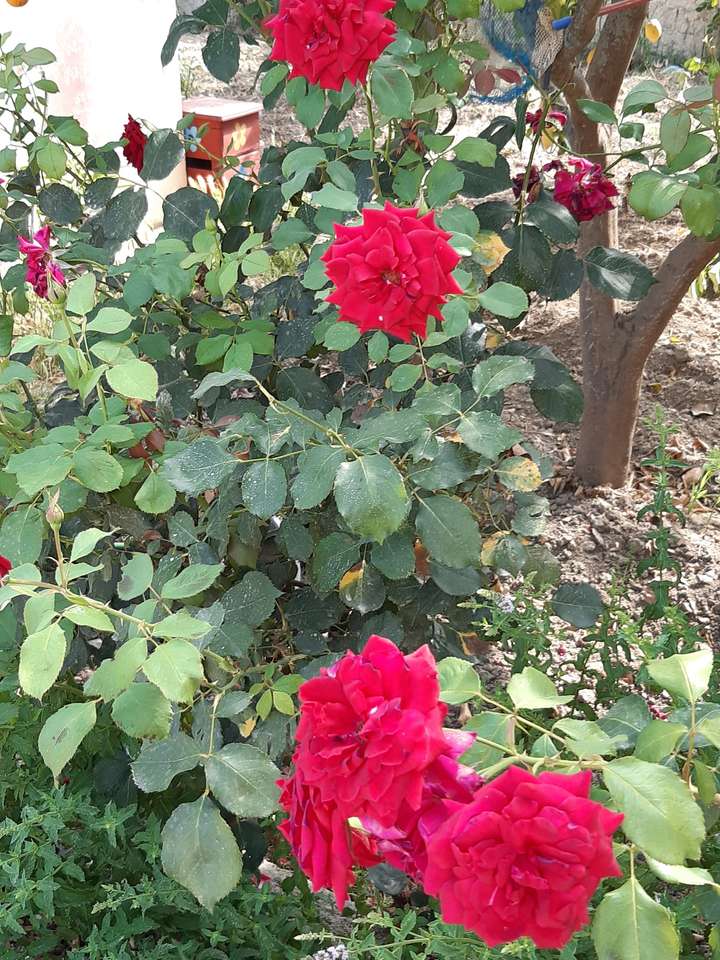 roses touffues rouges puzzle en ligne